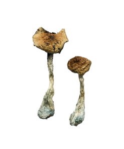 Alternative view of A+ Magic Mushrooms