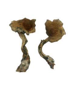 Alternative view of Alacabenzi Magic Mushrooms