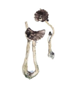 Alternative view of Albino A+ Magic Mushrooms