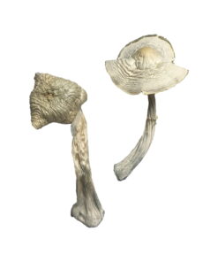 Alternative view of Albino Louisiana Magic Mushrooms