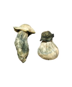 Alternative view of Albino Penis Envy Magic Mushrooms