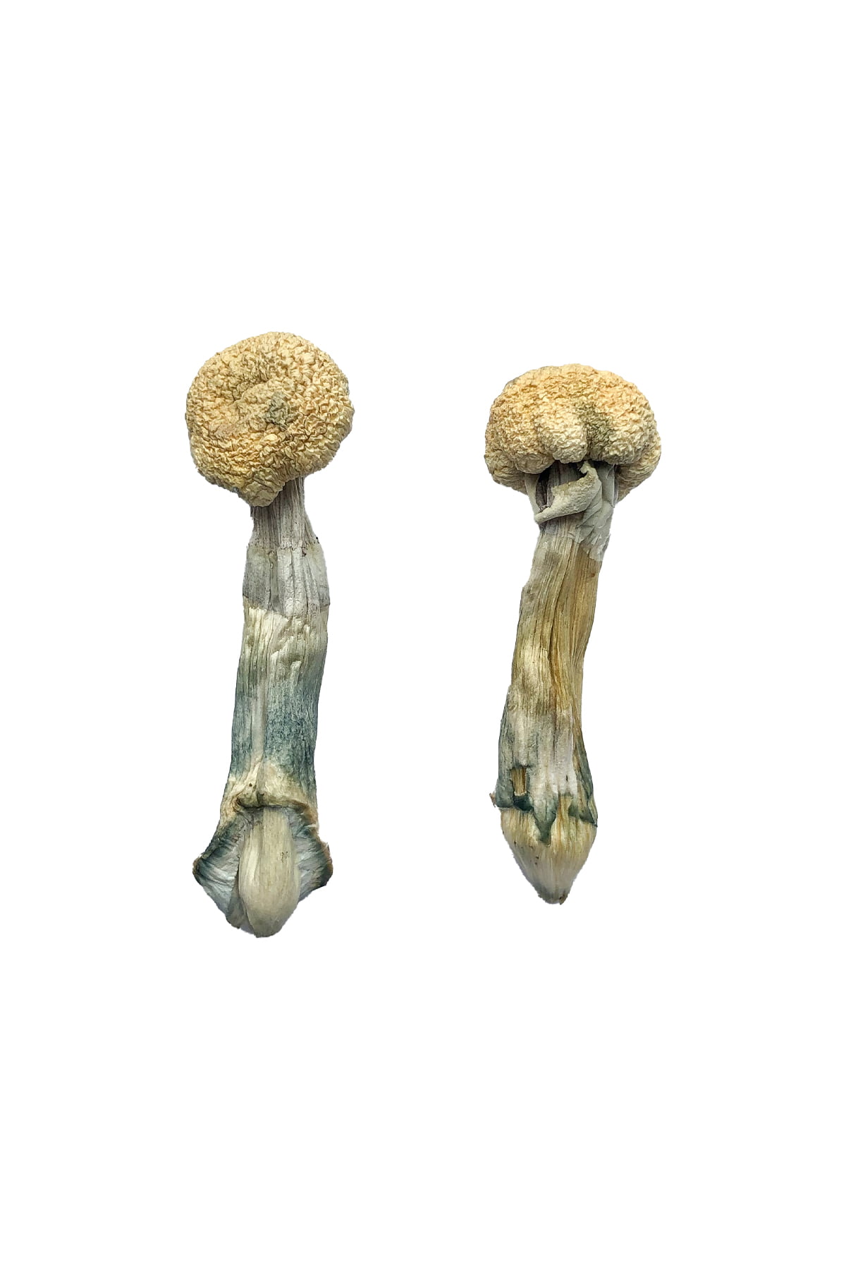 Albino Treasure Coast Magic Mushrooms - Image 2