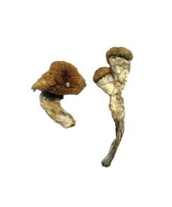 Alternative view of Amazonian Magic Mushrooms