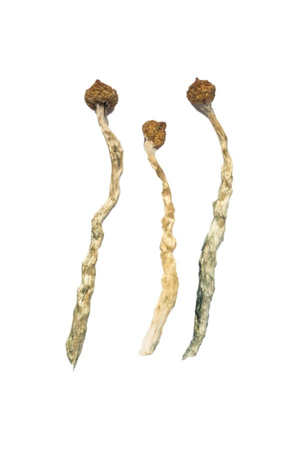 Arenal Volcano Magic Mushrooms
