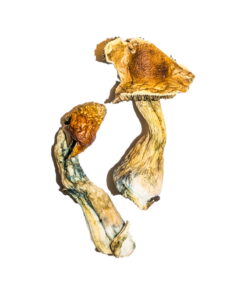 Alternative view of B+ Magic Mushrooms