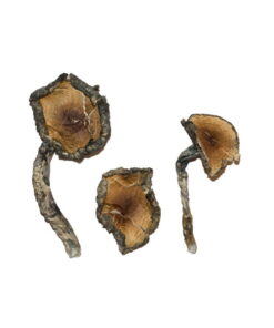 Alternative view of Blue Meanie Magic Mushrooms