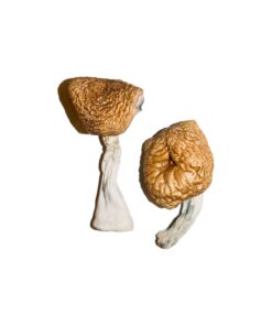 Alternative view of Burmese Magic Mushrooms
