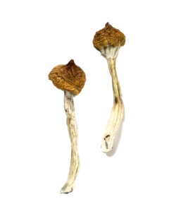 Alternative view of Dancing Tiger Magic Mushrooms
