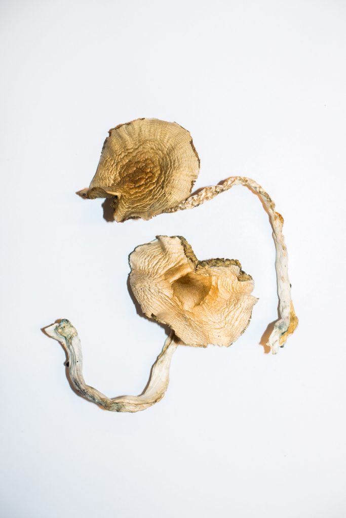 Golden Teachers Magic Mushrooms - Image 2