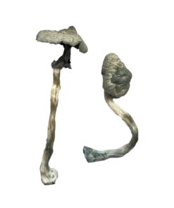 Alternative view of Great White Monster Magic Mushrooms