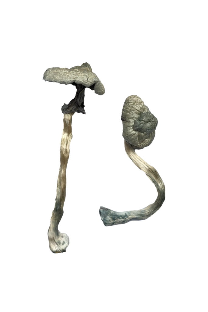 Featured Special ‘Half Oz’ Magic Mushrooms (14 grams) - Image 3