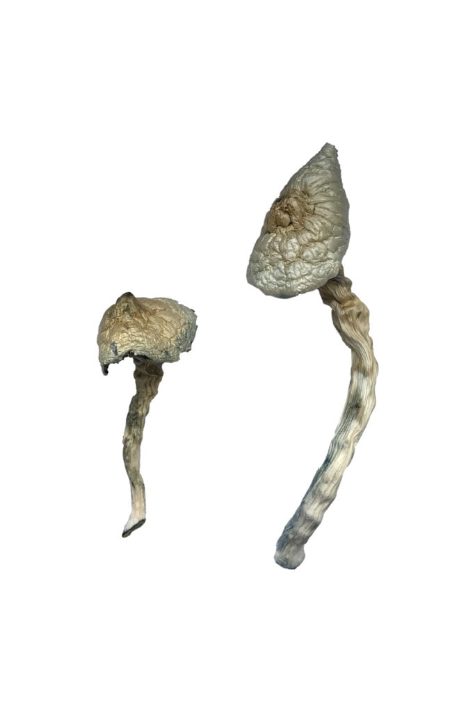 Featured Special ‘Half Oz’ Magic Mushrooms (14 grams) - Image 2