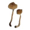 Alternative view of Malabar Magic Mushrooms