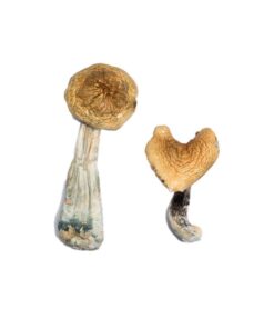 Alternative view of McKennaii Magic Mushrooms