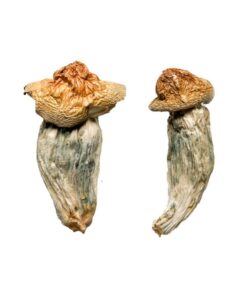 Alternative view of Melmac (Homestead Penis Envy) Magic Mushrooms
