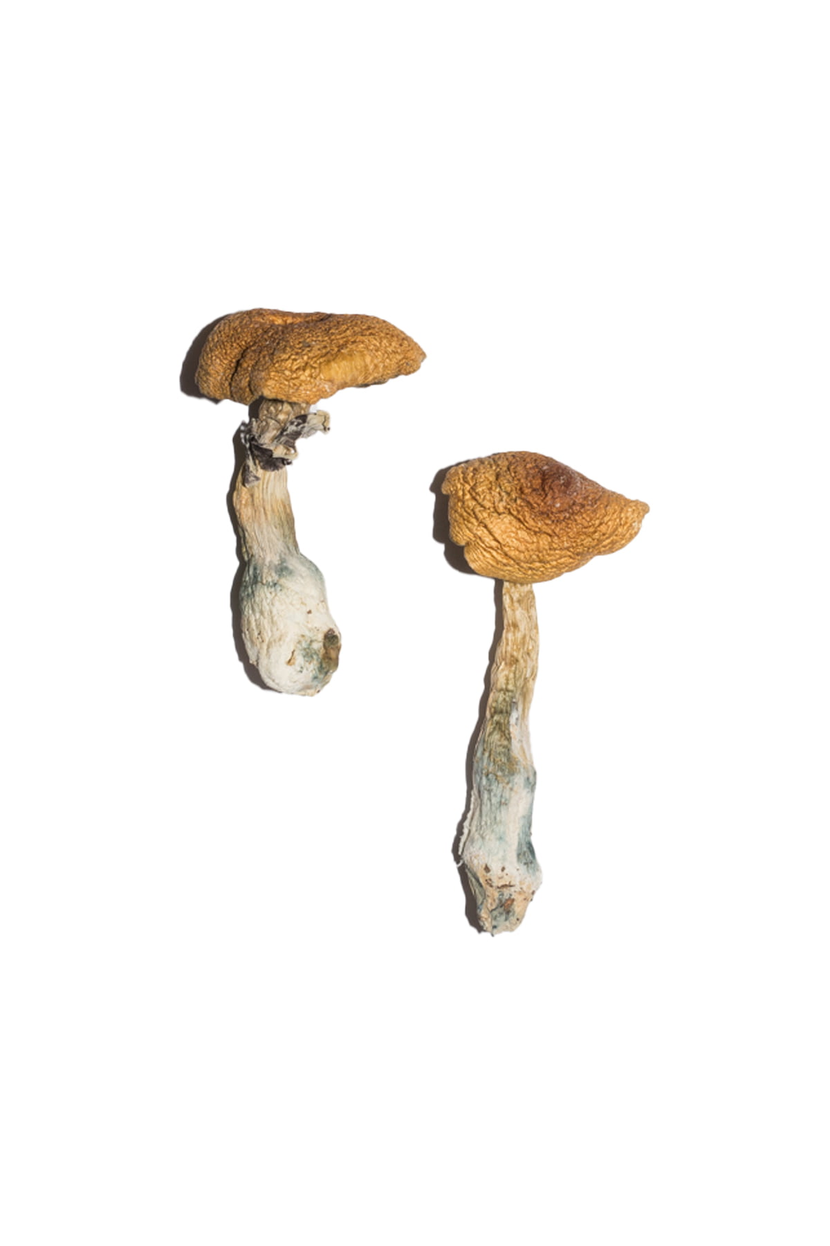 Penis Envy 6 (PE6) Magic Mushrooms - Image 2