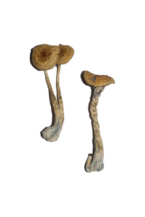Penis Envy 6 (PE6) Magic Mushrooms