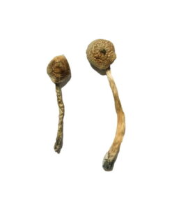 Alternative view of Rusty Whyte Magic Mushrooms