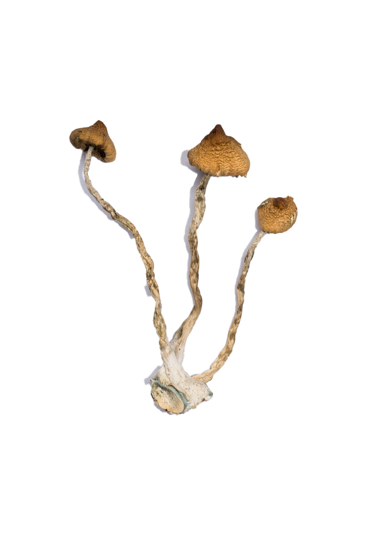 Syzygy Magic Mushrooms - Image 2