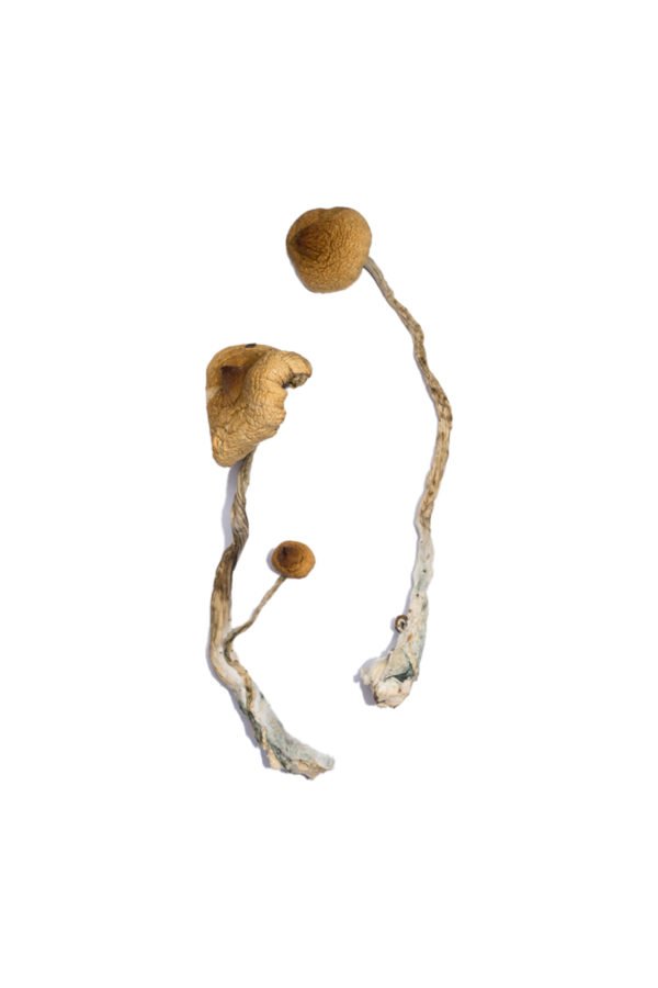 Syzygy Magic Mushrooms